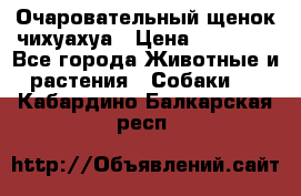 Очаровательный щенок чихуахуа › Цена ­ 40 000 - Все города Животные и растения » Собаки   . Кабардино-Балкарская респ.
